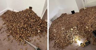 Man Investigates Wall and is Floored By What Pours Out