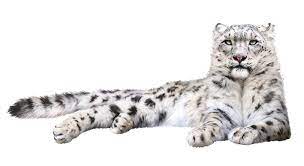 Snow Leopard Png Lion Sculpture Animals Jungle