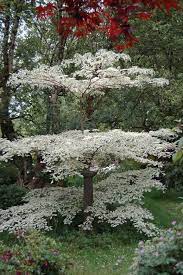 Read on to learn how to freeze tree growth and how to grow mini trees! Cornish Diskutiert Schnickschnack Oder Cornus Controversa Amp 39 Var Dogwood Trees Shrubs Garden Trees