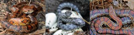 It is found throughout the southeastern and central united states. New Jersey Pinelands Commission Joint Corn Snake Study
