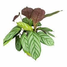 What are the leaves on a never never plant? Ctenanthe Compact Star Never Never Plant Hortology Co Uk