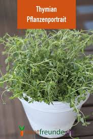 Thymian Anzucht Pflege Und Verwendung Beetfreunde De Pflanzen Thymian Pflanzen Garten Pflanzen