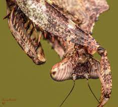 Deroplatys Lobata Malaysian Dead Leaf Mantis 4th Instar Praying Mantis Insects Creatures