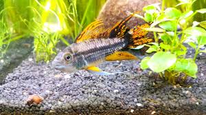 The male cockatoo dwarf cichlid reaches a body length of 8 centimetres. Cockatoo Dwarf Cichlid All Details And Faqs