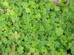 ヤファタ ムラサキカタバミ もハーブの種類だった 目印はハートの三枚葉 Okinawa Core Herb