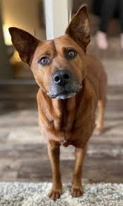 The pitbull german shepherd mix is an interesting breed. The German Shepherd Pitbull Mix Your Ultimate Information Guide Your Dog Advisor
