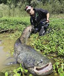 Le record a d'abord été placé en 2013 à 3 heures et 07 minutes par george hood, avant de passer à 4 heures et 26 minutes en 2014 par mao weidong. Un Jeune Pecheur Sort De La Loire Un Silure De 1 85 M A Decize Decize 58300