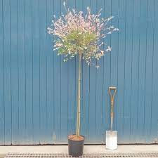 May is one of the most important months of the year for your garden! Salix Integra Hakuro Nishiki Dwarf Flamingo Willow Trees