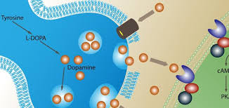 Image result for dopamina