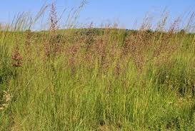 Image result for Eragrostis gummiflua