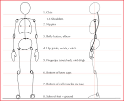Anatomical movements of the human body. Human Anatomy Fundamentals Basic Body Proportions