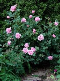 Brother Cadfael Regelmassige Dungung Notig Kraftiger Aufrechter Wuchs Bis 160 Cm Hoch 100 125 Cm Breit Schoner Busch 3 Rose Photos English Roses Plants