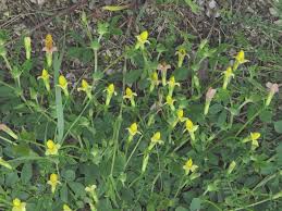 Image result for Lotus mlanjeanus