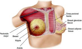 Medial quadrants of the breast. Surgical Anatomy Of The Breast Key Points For Mini Invasive Video Assisted Approach Springerlink