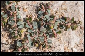 Image result for Euphorbia serpens
