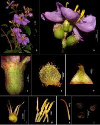 Image result for Antherotoma tenuis