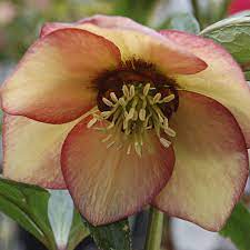 Winter Jewels Apricot Blush Helleborus Lenten Rose Beautiful Flowers Plants