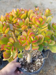 Image result for Crassula alticola