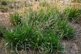 Image result for Plantago