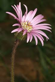 Image result for Gerbera viridifolia