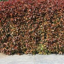 Image result for Acalypha