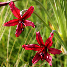 Image result for Hesperantha longicollis