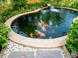 Seperti yang anda tahu bahwa banyak sekali jenis ikan yang bisa menghiasi kolam, salah satunya adalah ikan koi. Kolam Ikan Koi Minimalis Jual Ikan Koi
