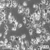 Growth of animal cells in culture mayank mehendiratta student g.g.s.c.o.p., 2. Animal Cell Lines Cls Online Shop
