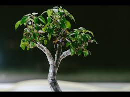 Die früchte reifen über orange, pink, lila. Explosive Ember Ornamental Pepper Capsicum Annuum Indoor Fusion Bonsai Repot May 2017 Youtube