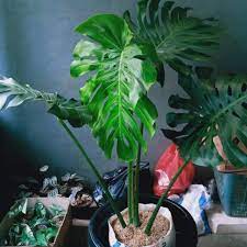 Ingin menambah nuansa segar dan asri di dalam rumah? Jual Tanaman Hias Indoor Monstera King Super Besar Monstera Gosend Instan Only Shopee Indonesia