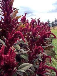 Amaranth Opopeo Grains Amaranth Flower Flowers Plants