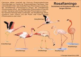 The flamingo museum 1 year. Flamingos Zoopark Erfurt