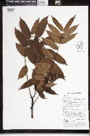 Image result for Zanthoxylum holtzianum