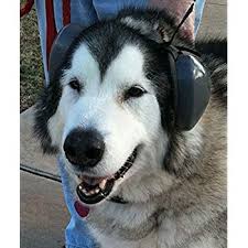 Explore Headphones For Dogs Amazon Com