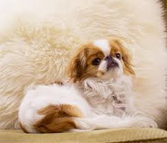 Beautiful tiny japanese chin puppies! Japanese Chin Ancient Companion And Lap Dog