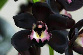 Black Orchid Flower Pictures Orchid Flower Orchid Meaning Black Flowers