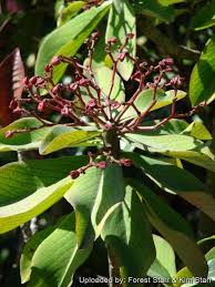 Image result for Euphorbia umbellata