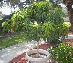 To grow a mango tree indoors i recommend you choose a dwarf variety as they are more manageable. Pin By Kenny Chang On Garden Things Potted Fruit Trees Growing Vegetables Container Plants