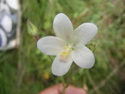 Image result for Hibiscus micranthus