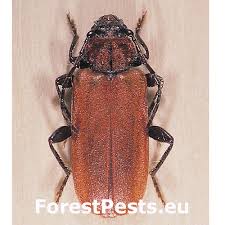 Image result for Hypolytrum pynaertii