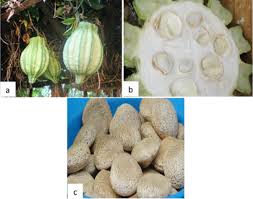 Image result for Telfairia