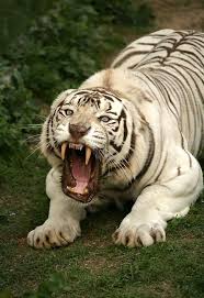 Leave My People Be Animals Tiger Pictures Animals Wild