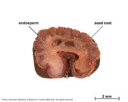 Image result for Tabernaemontana ventricosa
