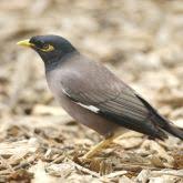2003, the field guide to the birds of australia, harpercollins publishers, sydney. Indian Myna Business Queensland