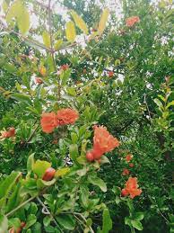 إزهار مبكر لشجر الرمان plants fruit grapes
