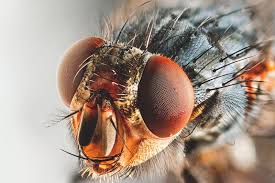 Resultado de imagen de moscas