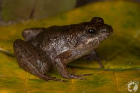 Image result for Cadaba natalensis