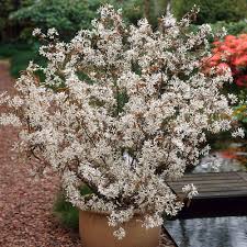 If you are an isa certified arborist and would like to obtain the certified arborist flair, please. Flowering Trees For Your Garden Gardening Tips With J Parker S