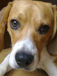 Black And Brown Beagle Big Looking Mahrvilous Cute Beagles Beagle Buddies Hound Dog