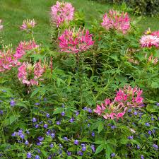 Image result for Cleome macrophylla